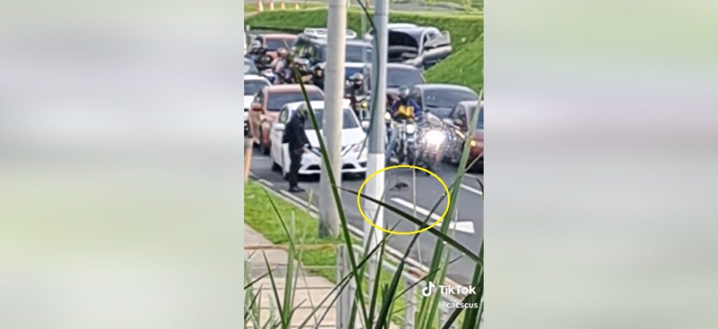 Tacuazín paraliza el tráfico en Ciudad Merliot (VIDEO)