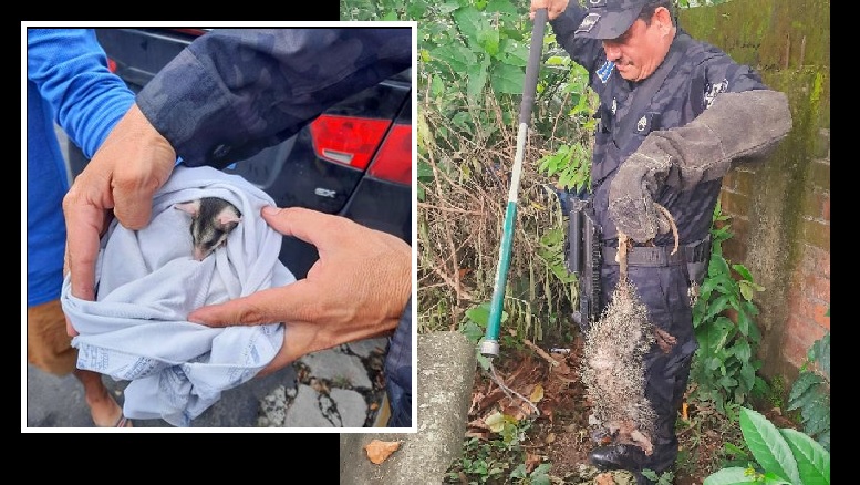Rescatan a tacuazín que corría peligro de ser atacado por perros en San Salvador