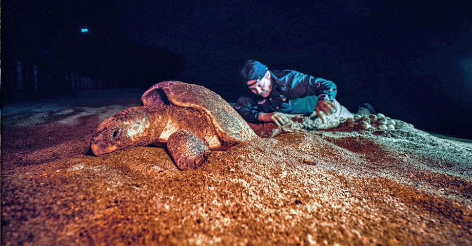 MARN desarrolla patrullajes nocturnos para el cuido y monitoreo de tortugas marinas