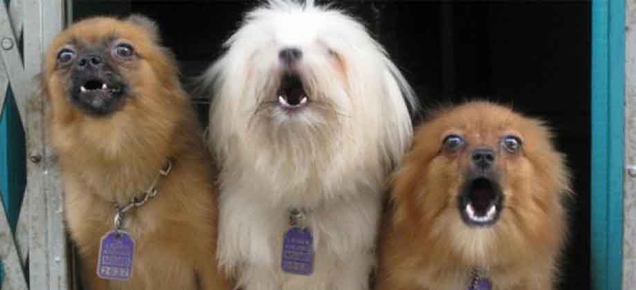 Hombre le quita la vida a su vecina porque sus perros ladraban mucho en Colombia