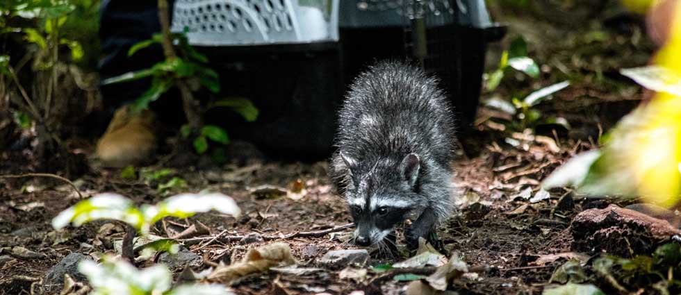 Liberan ejemplares de especies silvestres recuperadas en diferentes partes del país