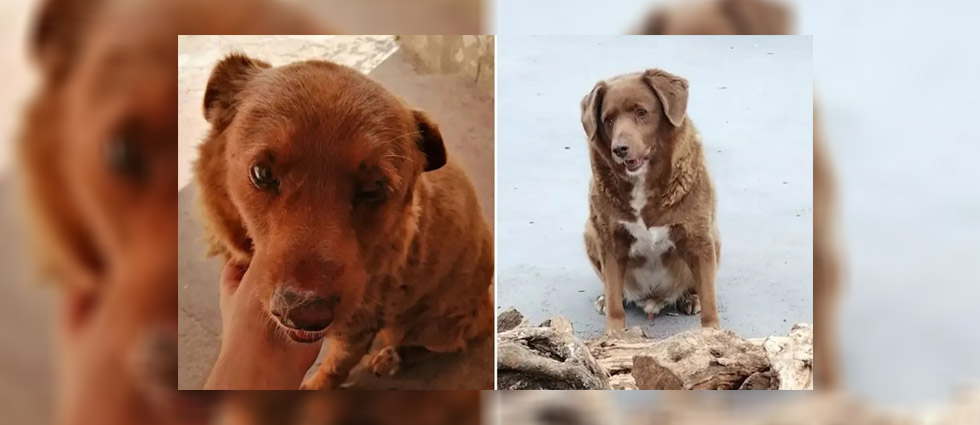 ¡Muere a los 31 años de edad el perro más viejo del mundo!
