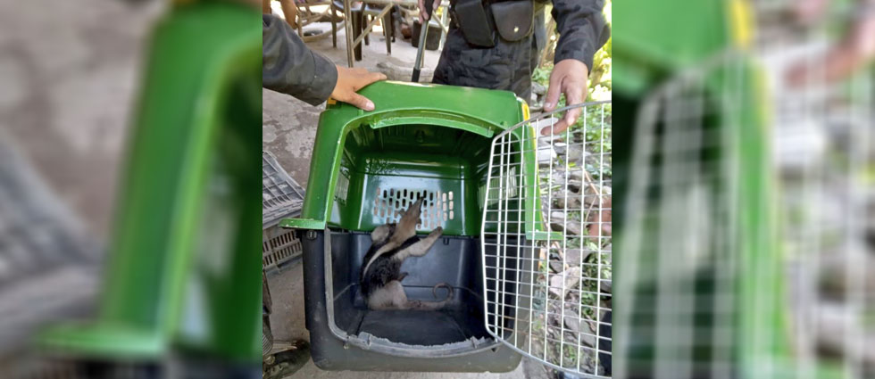 Rescatan a dos osos hormigueros localizados en una finca