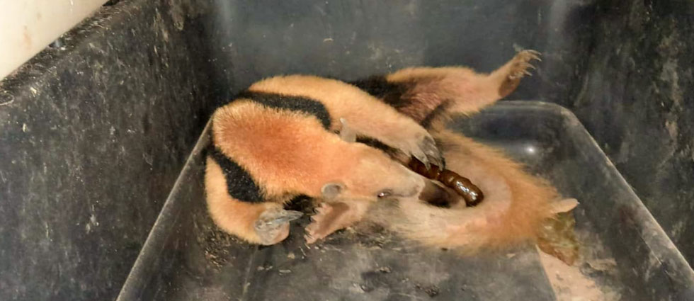 Localizan un oso hormiguero en una vivienda de Usulután