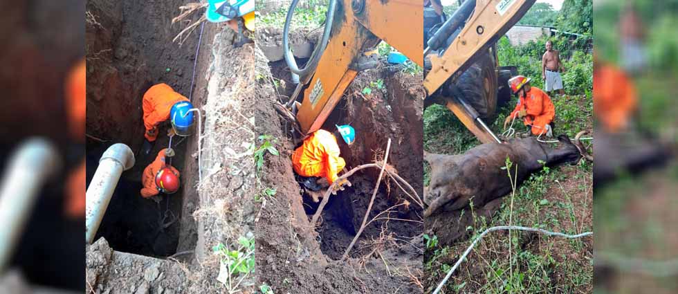 Bomberos rescatan a una vaca que cayó en un pozo