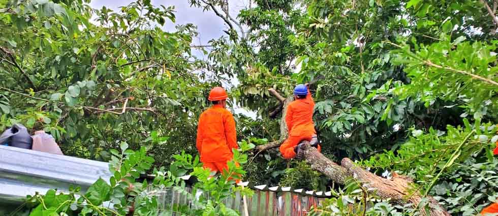 Árbol cae sobre vivienda en San Vicente