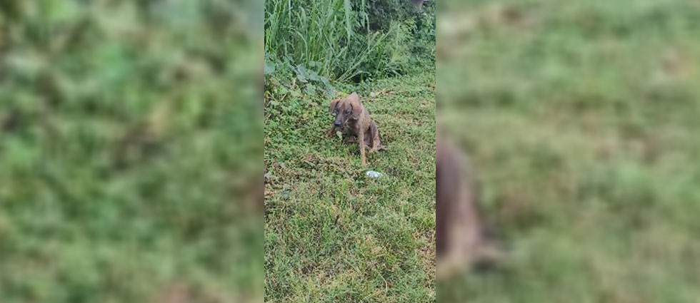 IBA auxilia a perrita que pasó una semana a la intemperie tras ser arrollada