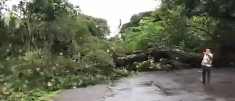 Árbol cae sobre la carretera Ruta Militar y bloquea la circulación en el oriente del país
