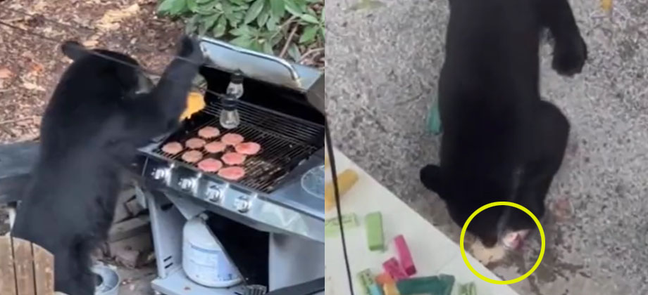 Graban a osos comiendo hamburguesas y tomando gaseosas en EEUU