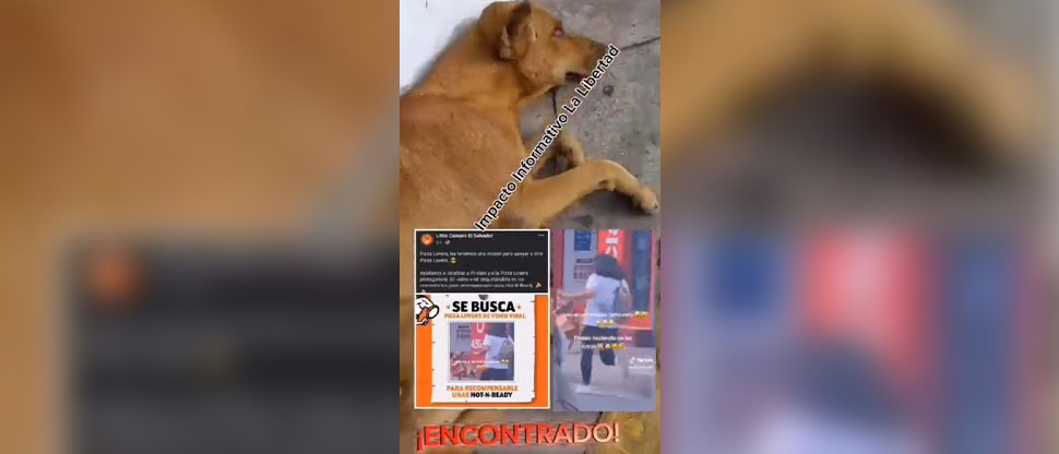 Recibirá premio: Localizan a perrito viral por tomar una caja de pizza en un descuido