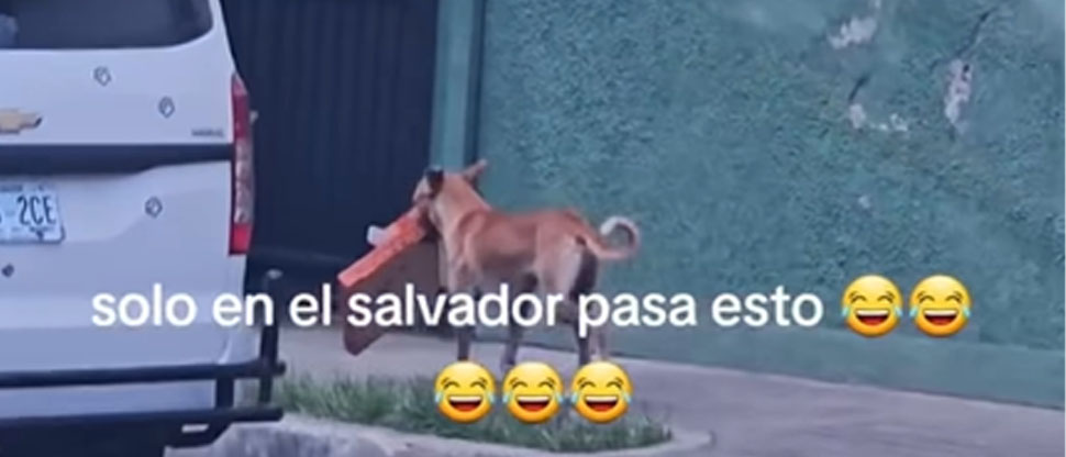 Popular pizzería busca a perrito que se volvió viral para regalarle producto 