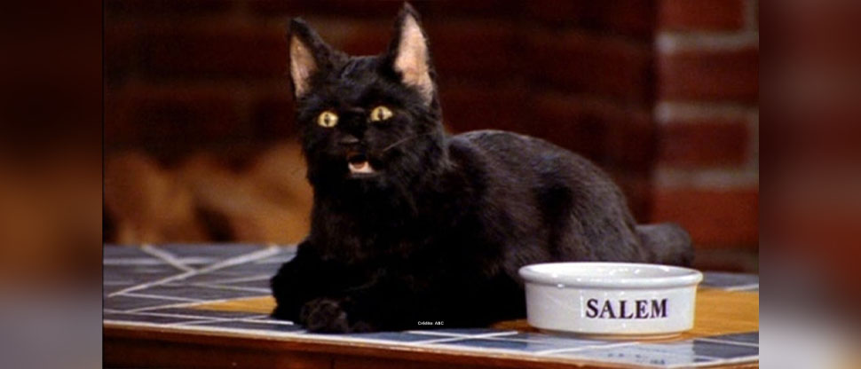Roban gatos negros para usarlos en rituales de Halloween en Honduras