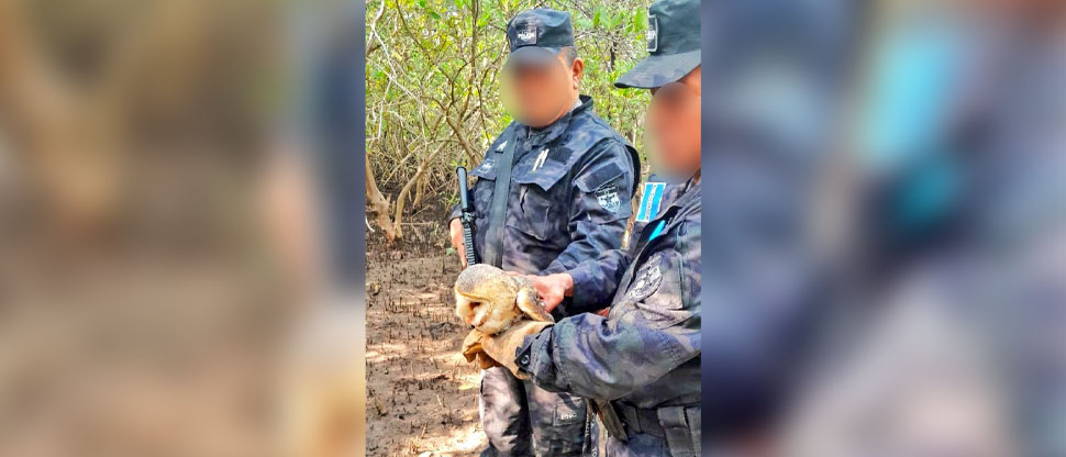 Rescatan una lechuza en cantón Las Lajas, Sonsonate 