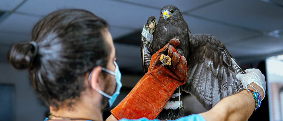 Veterinarios del MARN cuidan la salud de un águila lesionada en una de sus alas