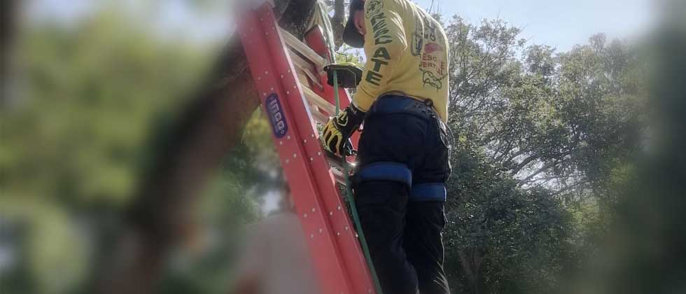 Joven se quita la vida colgándose de un árbol en Apopa
