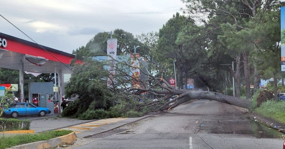 Reportan árbol caído que obstaculiza el paso vehicular en Santa Tecla
