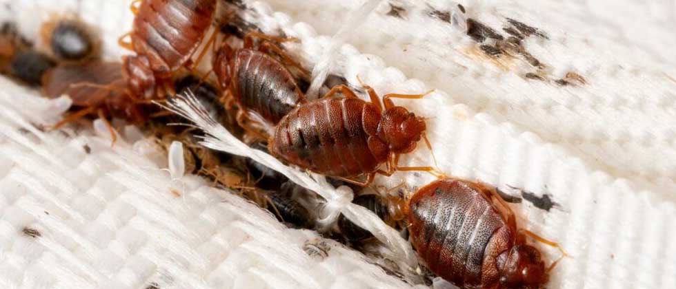Ciudad de México lidia con una posible plaga de chinches