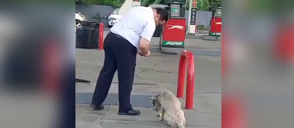 Viralizan a salvadoreño dándole de comer a perrito que vive en la calle