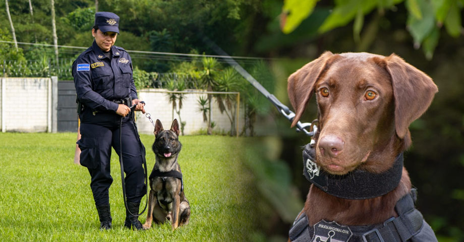 Condecoran a agentes caninos por sus acciones sobresalientes durante el 2023