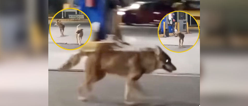 Captan coyote que se une a manada de perros en una gasolinera de San Miguel