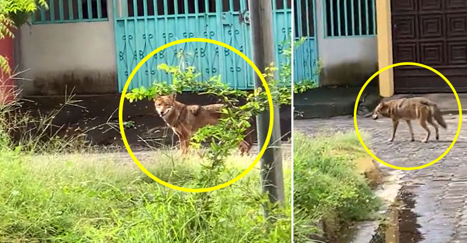 Ciudadanos aseguran que un coyote deambula en una colonia de San Miguel