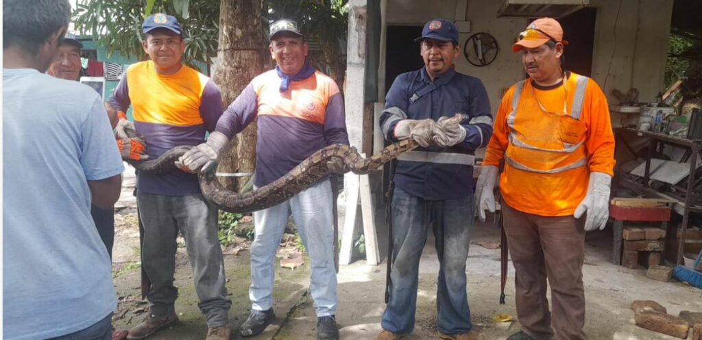 Desalojan enorme culebra en urbanización Popotlán, Apopa