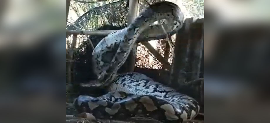 Descubren enorme serpiente en un pueblo