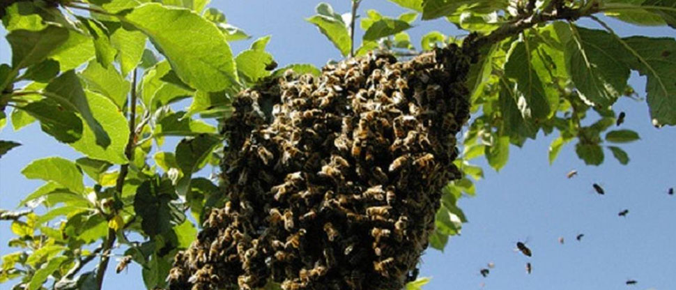 Enjambre de abejas ataca a ciudadanos de una colonia de Nahulingo, Sonsonate