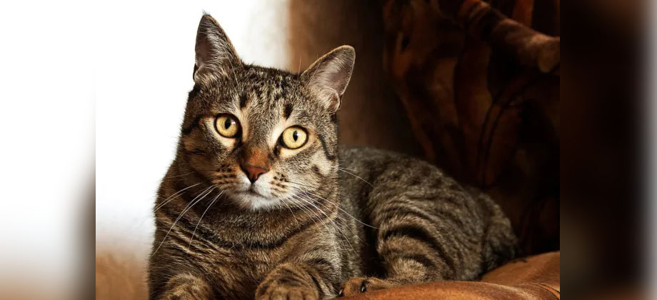 Rescatan a más de 1,000 gatos destinados a consumo humano en China
