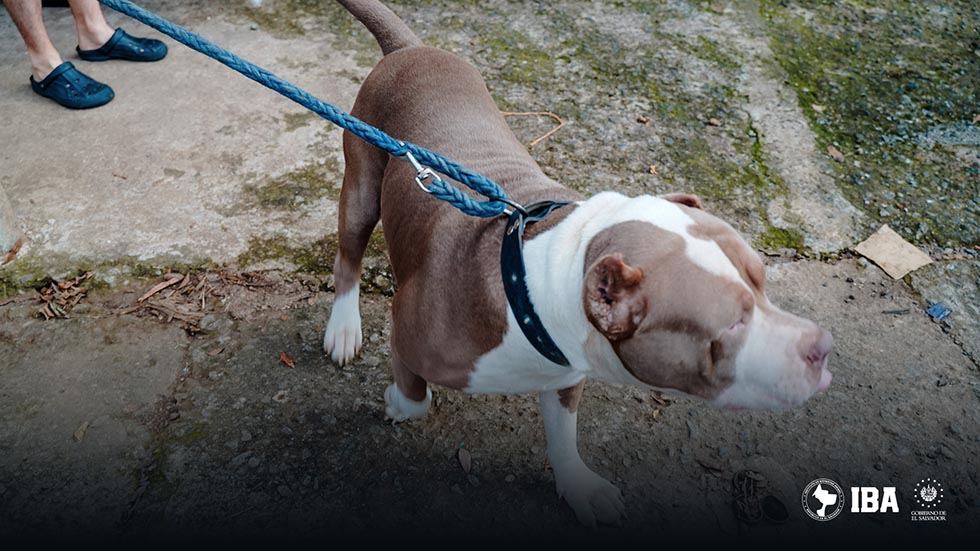 Nueva captura por evidente maltrato animal en Atiquizaya