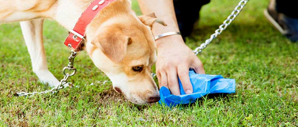 Hasta $2 mil de multa por no recoger las heces de las mascotas en la vía pública