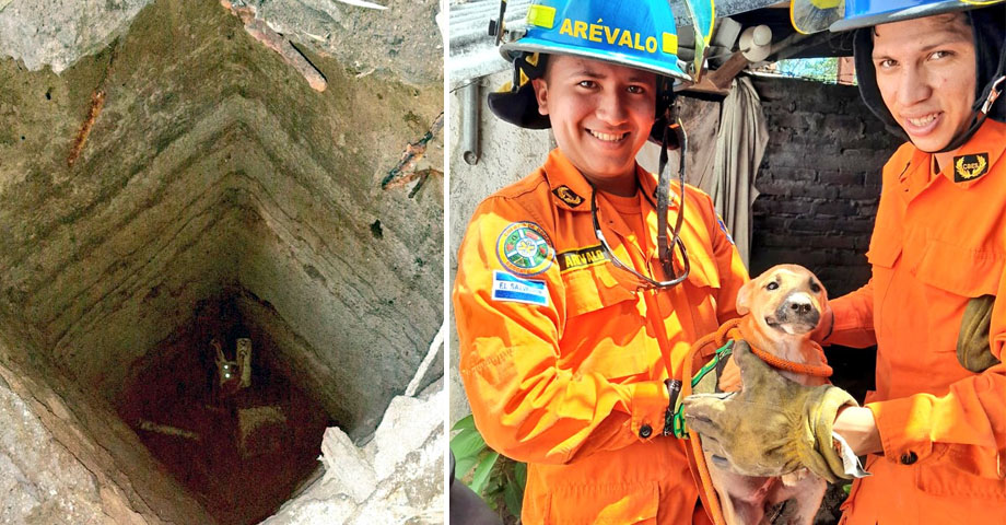 Rescatan a perrito que cayó en una alcantarilla de cuatro metros de profundidad