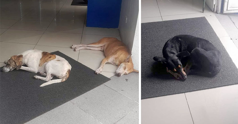 Aplauden a empleados de farmacia por darles refugio a unos perritos de la calle