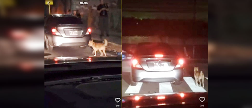 Conductor expuso al peligro a su perro tras abandonarlo en plena calle de Ciudad Merliot