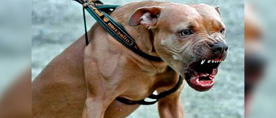 Anciano pierde parte de su brazo tras ser atacado por un pitbull