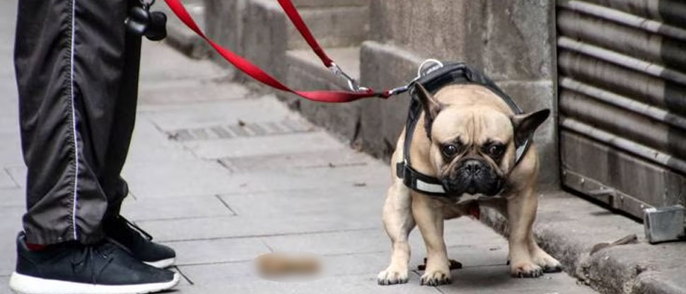 Esta es la multa que podrías recibir si no recoges las heces de tu mascota en lugares públicos