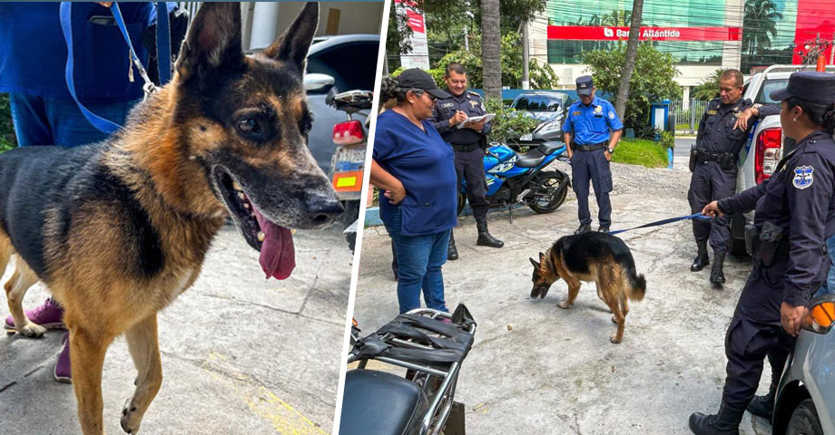 Rex busca a su familia: agentes lo encontraron desorientado en San Salvador