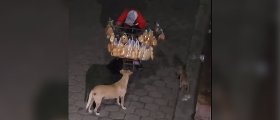 Viralizan a vendedor de pan tras noble gesto alimentando a perritos callejeros 