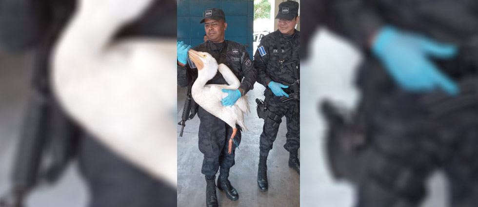 Policía ambiental localiza un pelícano en Apopa