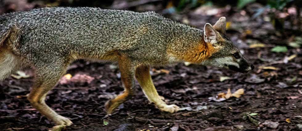 MARN libera varias especies en un Área Natural Protegida