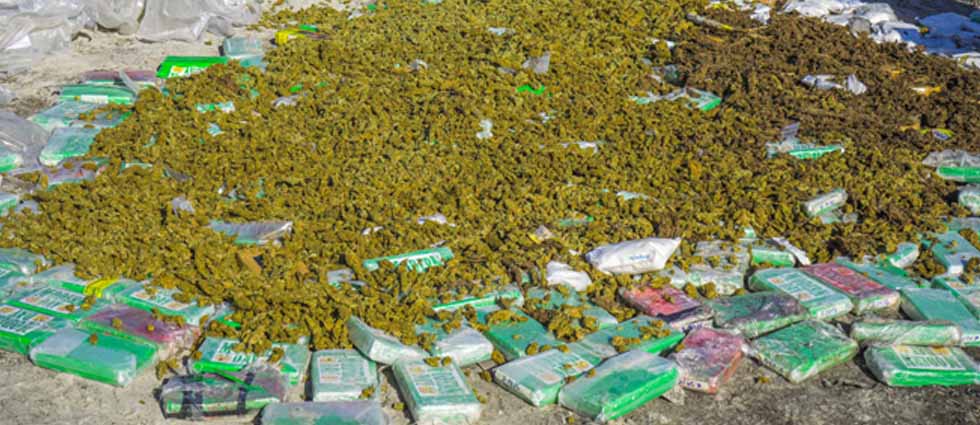Fiscalía destruye millones de dólares en droga