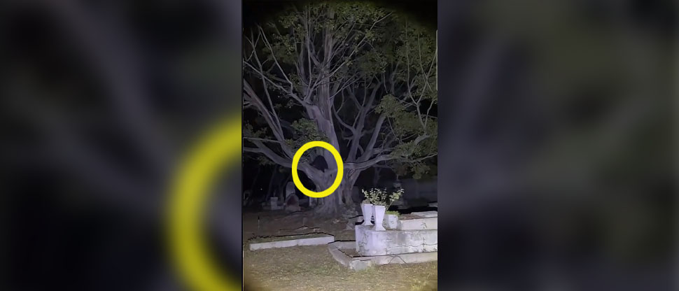 Captan a supuesta bruja subida en árbol y haciendo ruidos en un cementerio