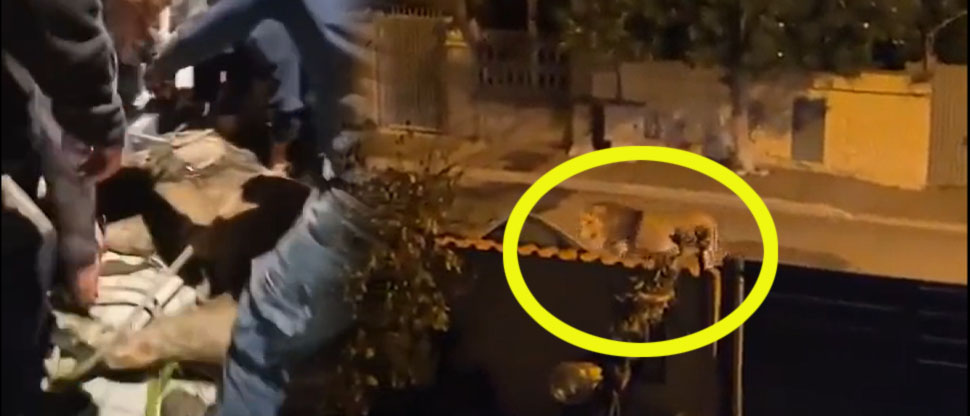 Capturan a león que deambulaba por las calles tras escapar de circo en Roma