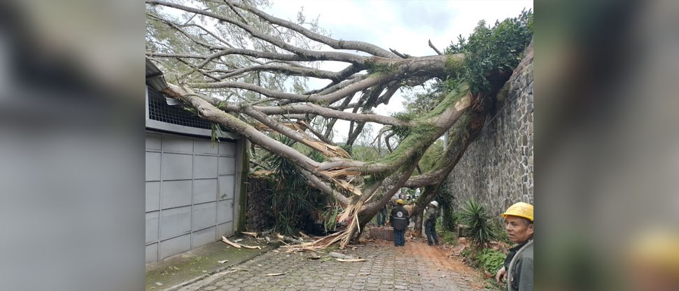 Árbol de conacaste cae sobre vivienda en la carretera a Los Planes de Renderos