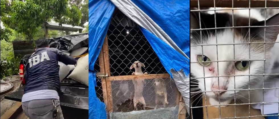 IBA entrega comida a más de 130 perritos y gatitos que han sido rescatados