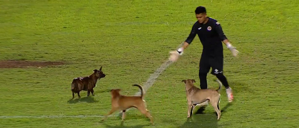 Manada de perritos invade la cancha y paraliza el partido entre FAS y Municipal Limeño
