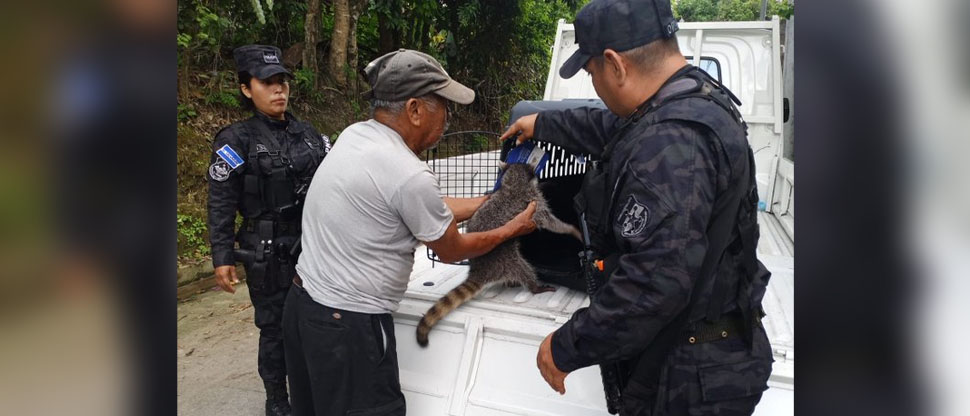 Ciudadano rescata mapache y lo entrega a la POLIPET