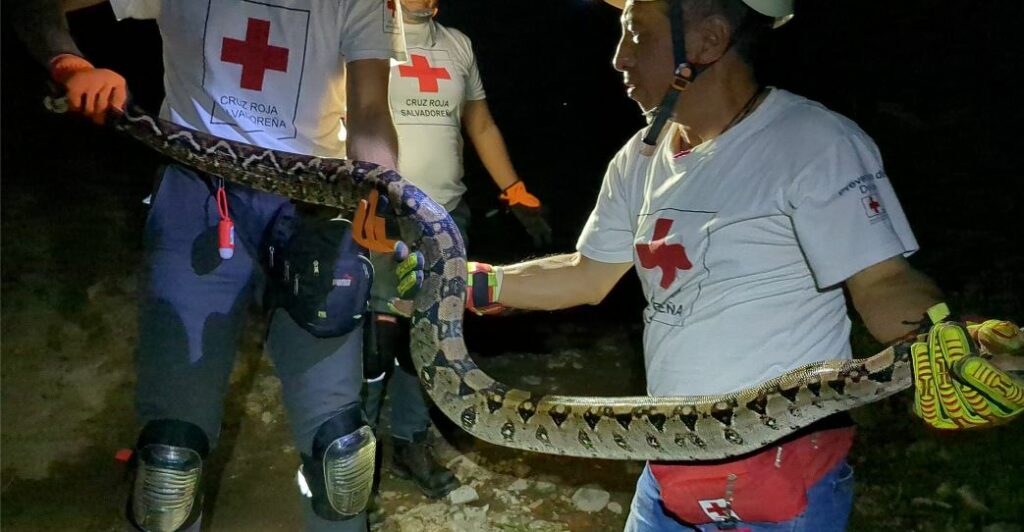 Desalojan enorme culebra de un inmueble en Quezaltepeque