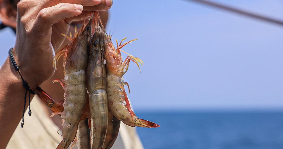 Este miércoles termina la veda de camarón marino en el país