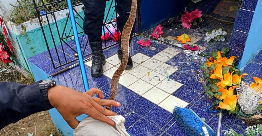 Desalojan serpiente que fue localizada en un cementerio de Chalatenango
